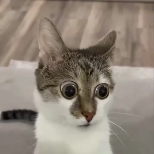 The Shell-Shocked Cat meme template blank