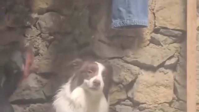 The Smirking Border Collie meme template variant 1