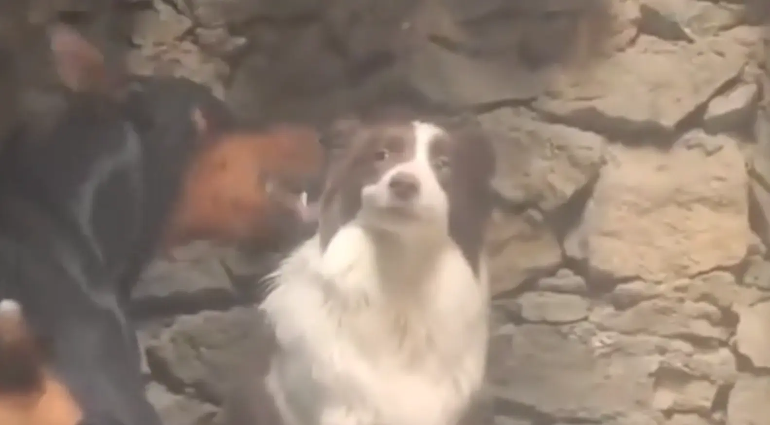 The Smirking Border Collie meme template blank