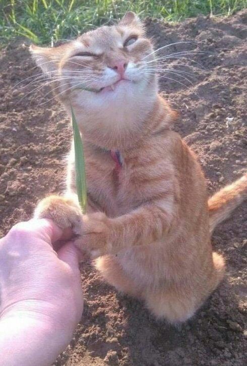 The Smug Grass Eater Cat meme template blank