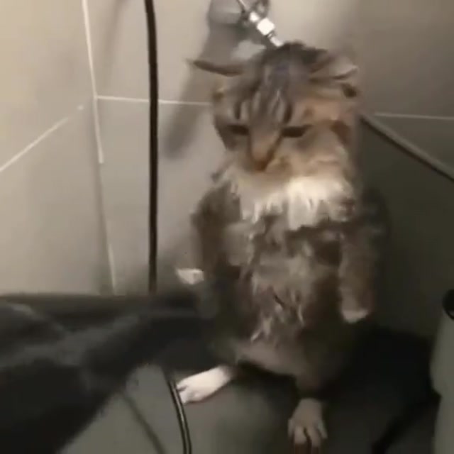The Soggy Survivor Cat meme template blank