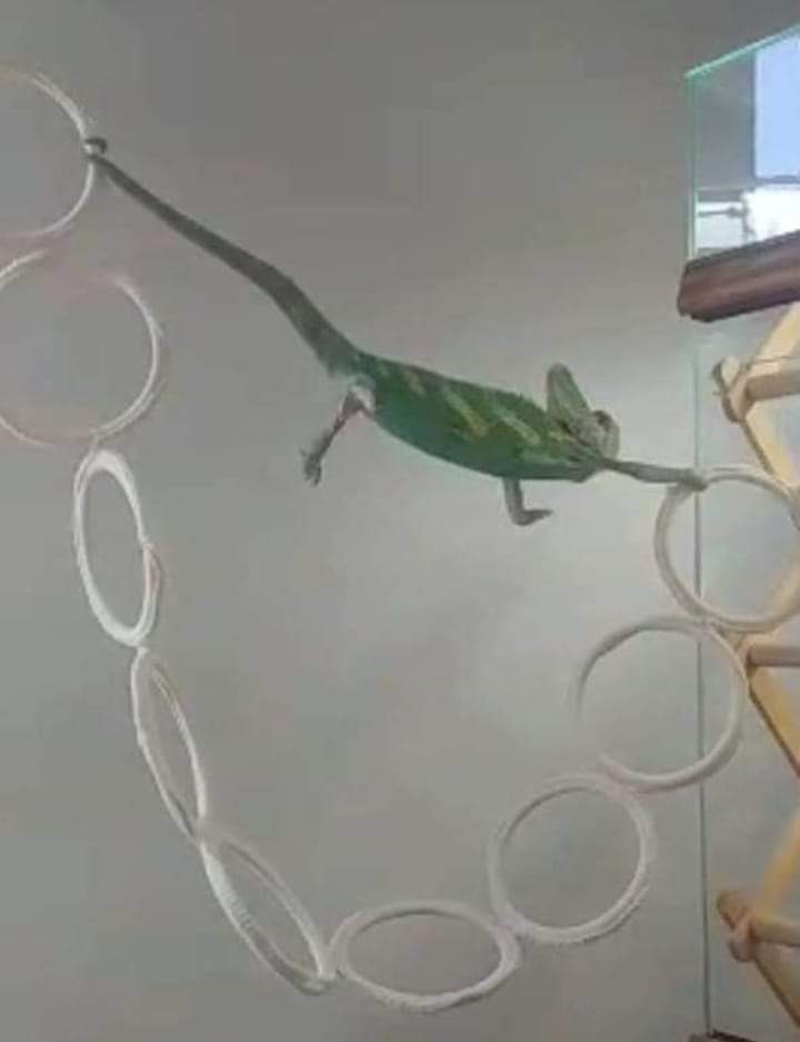 The Struggling Chameleon meme template blank