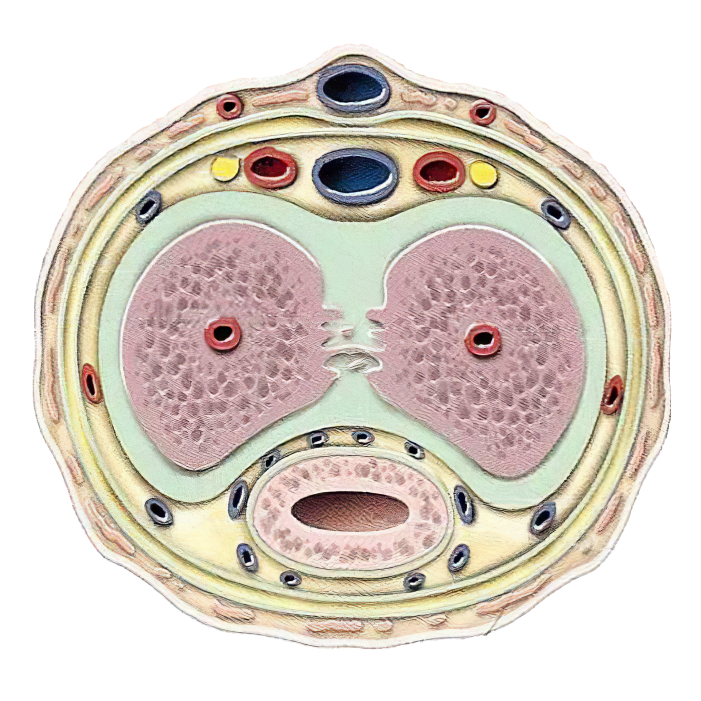 The Surprised Cross-Section meme template blank - image format