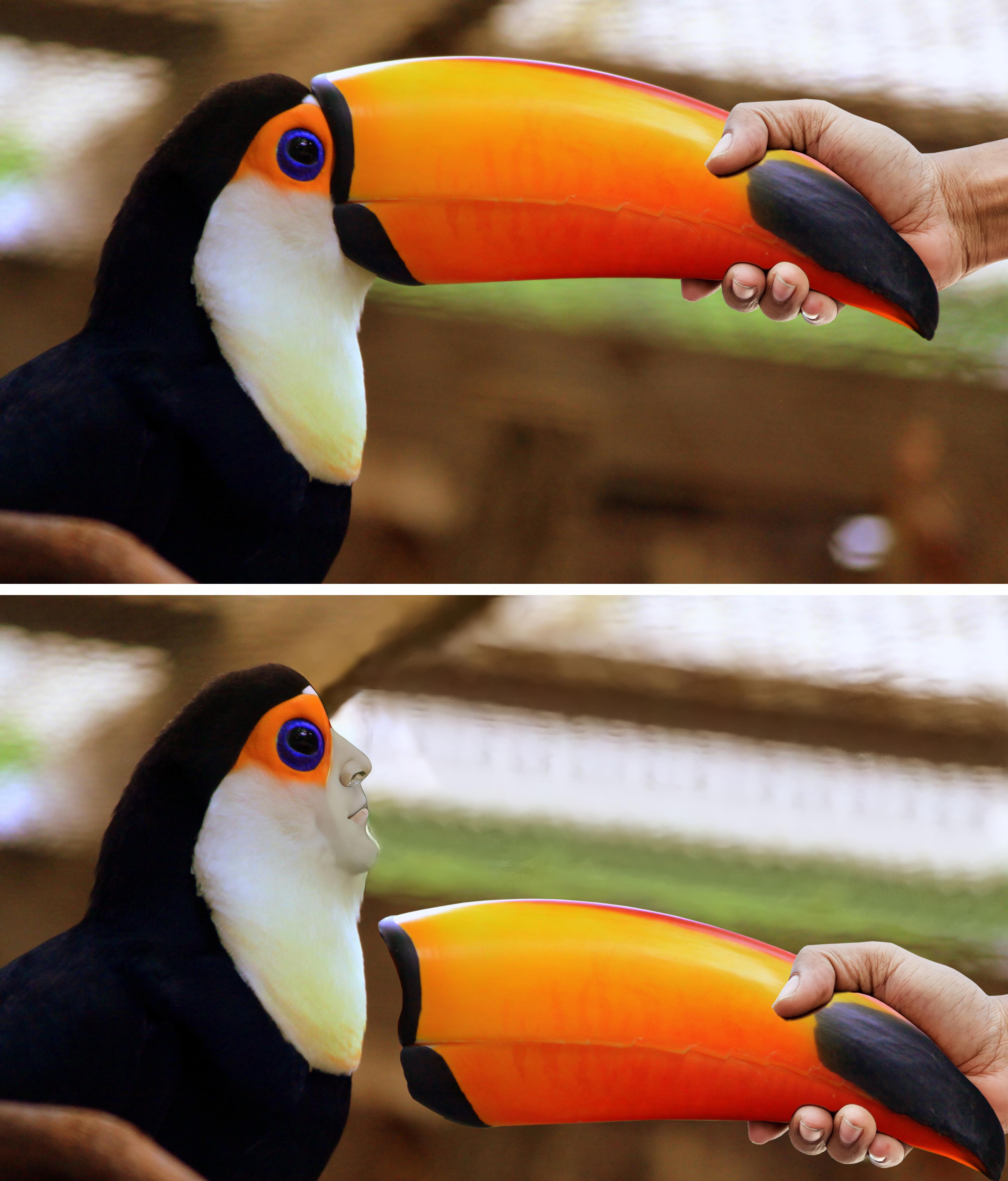 The Taped Toucan meme template blank - image format