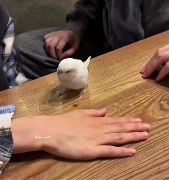 The Team Player Budgie meme template blank