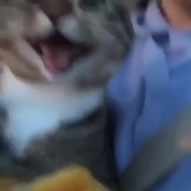 The Walking on Sunshine Kitty meme template blank