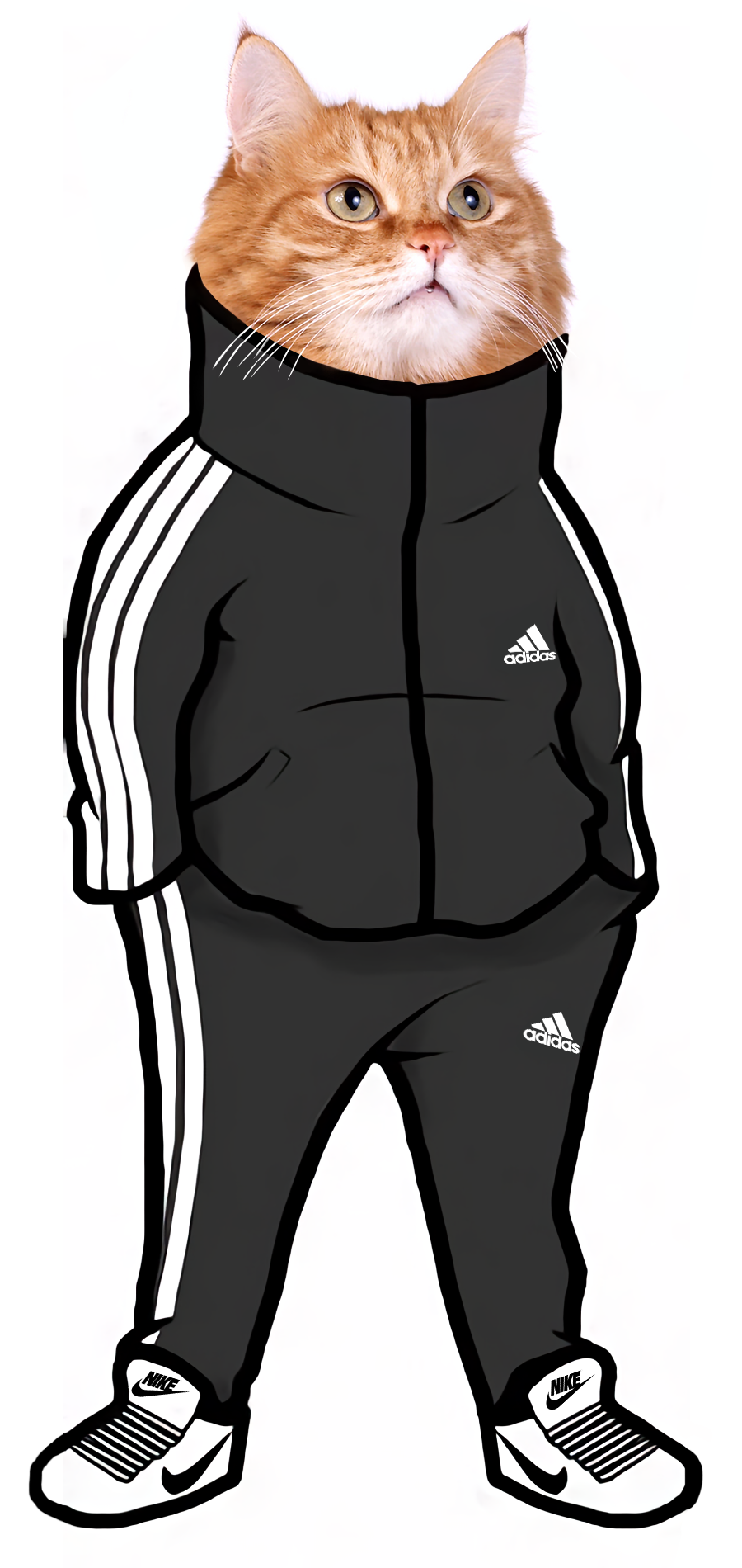 Tracksuit Cat meme template blank - image format