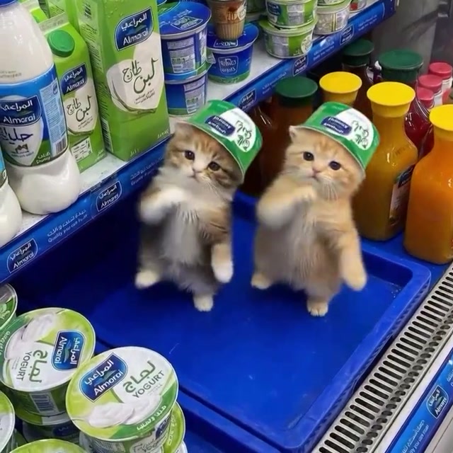 Tung Tung Tung Sahur Yogurt Kittens meme template blank