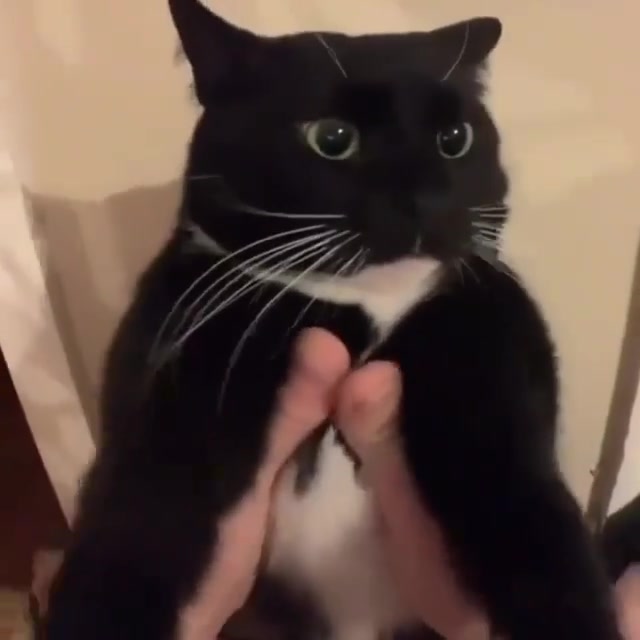 Tuxedo Cat Beatbox meme template blank