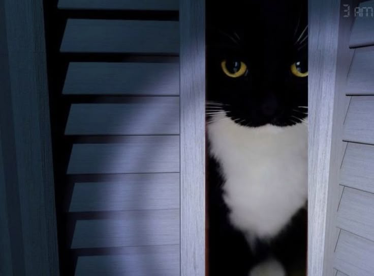Tuxedo Cat Closet meme template blank