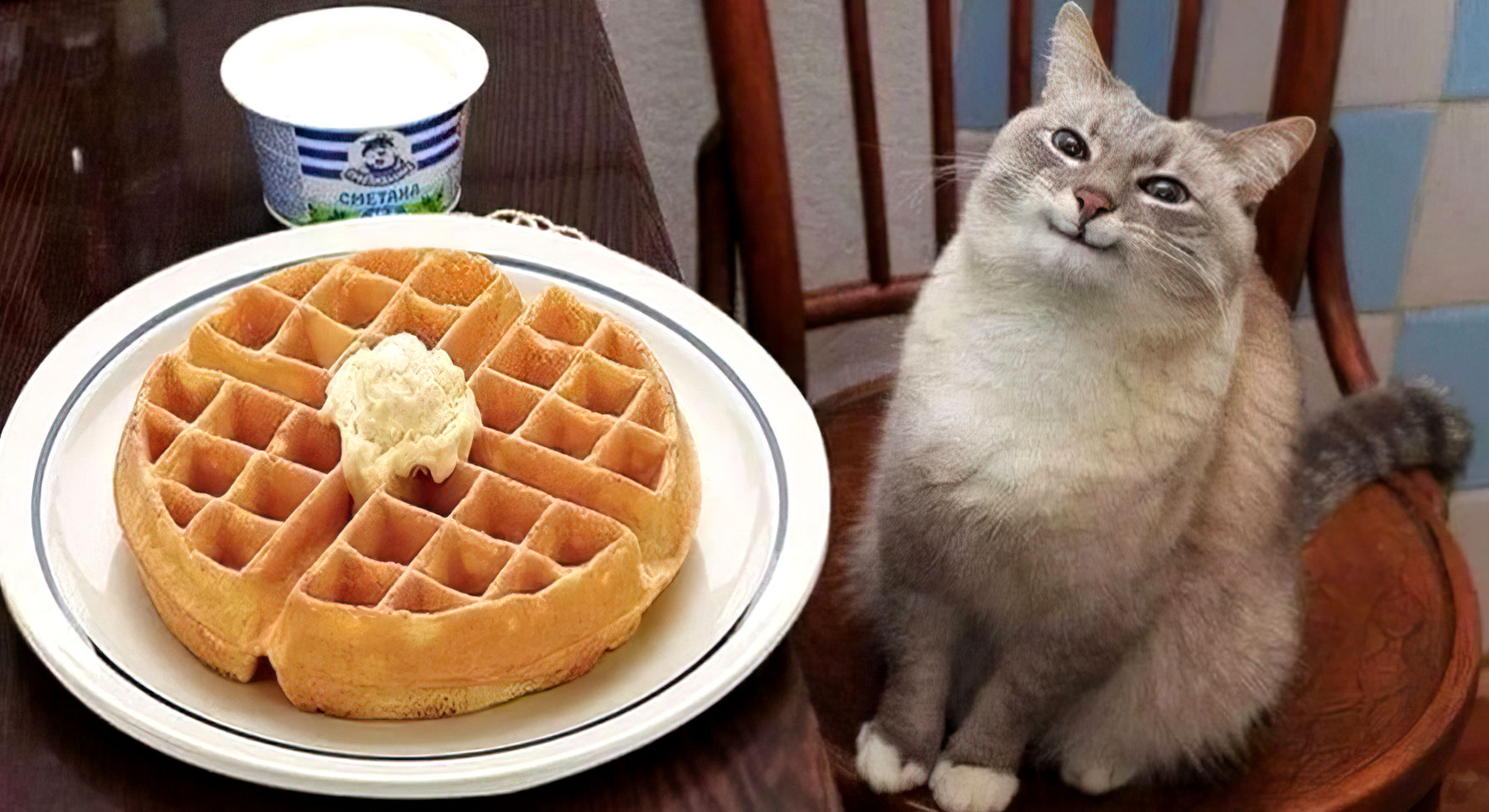 Waffles Cat meme template blank - image format