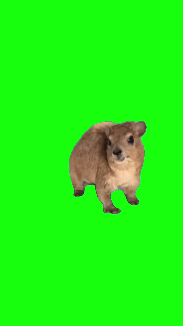 Wawa! Hyrax meme template blank