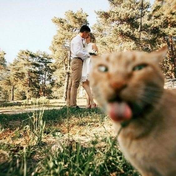 Wedding Photobomb Cat meme template blank