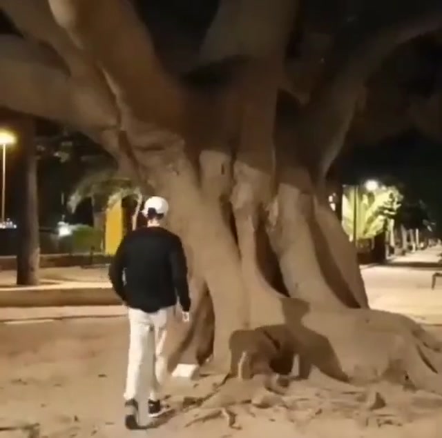 Wise Mystical Tree meme template blank