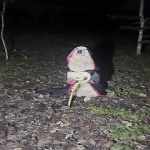 Wise Wizard Dog meme template blank