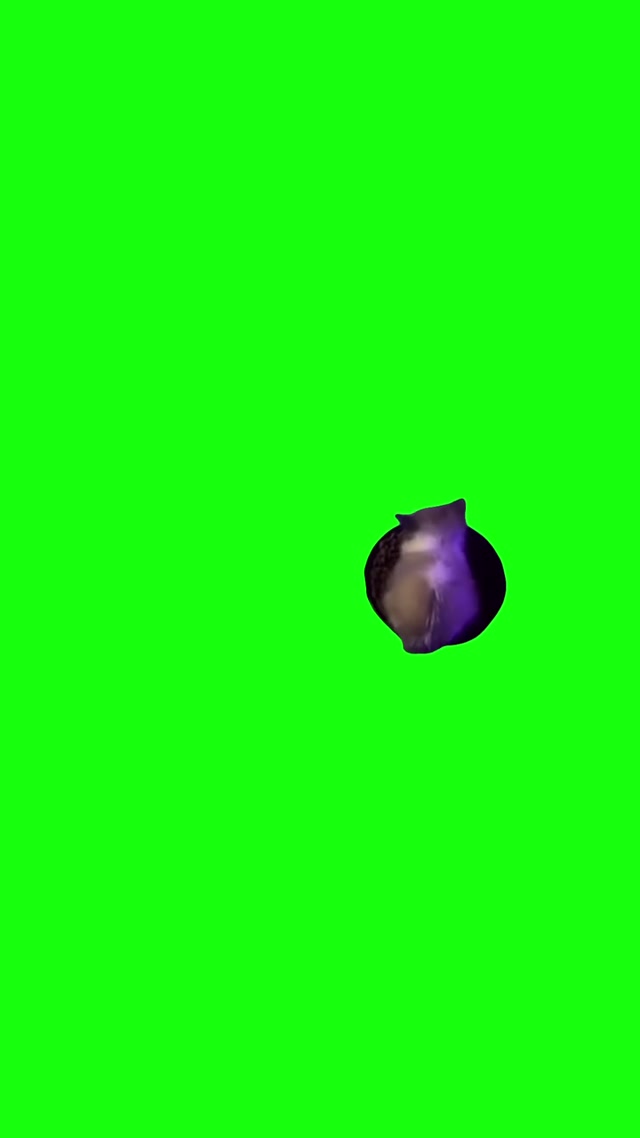 Wiwiwi Cat meme template blank