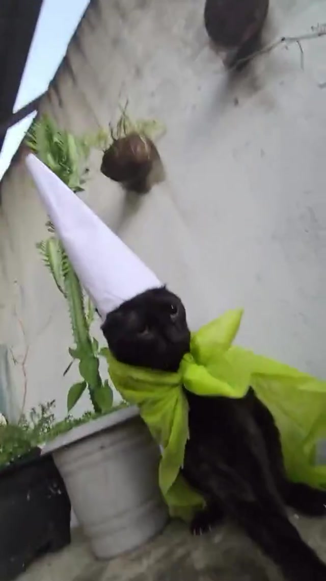 Wizard Cat Epic Quest meme template blank