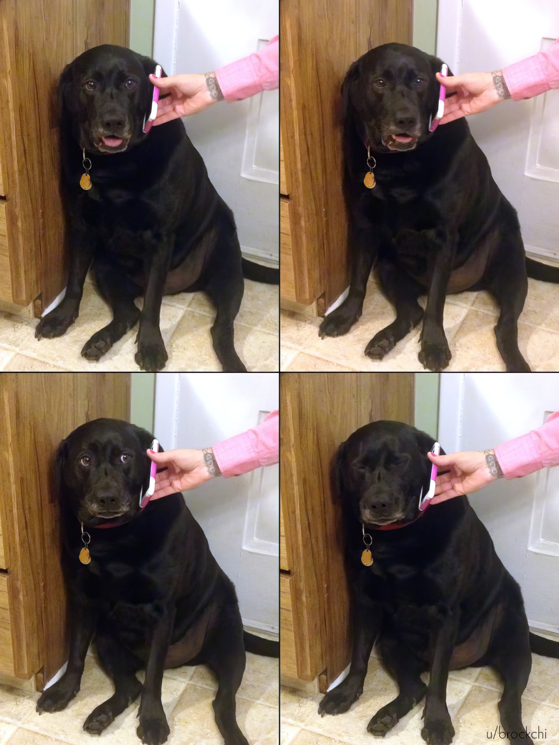 Yes, This is Dog meme template blank - image format