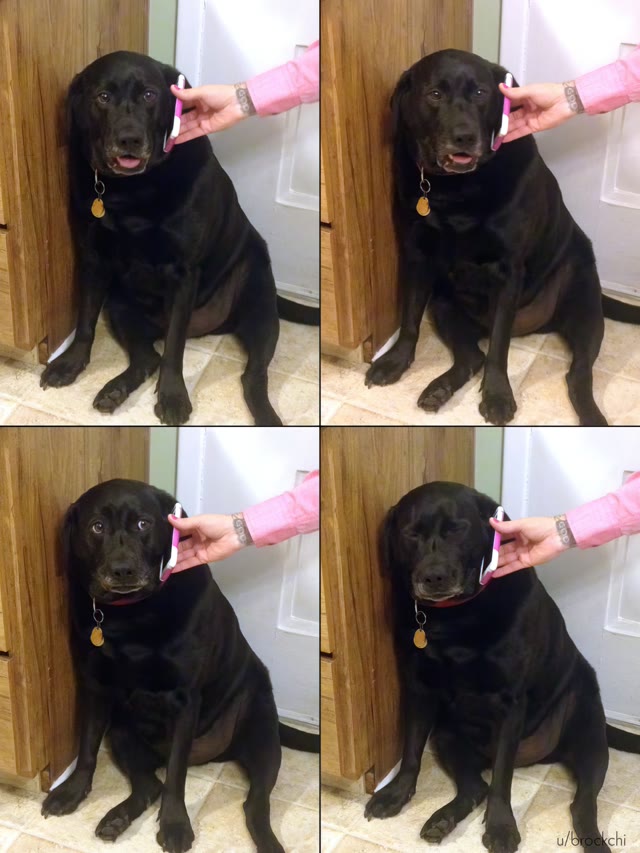 Yes, This is Dog meme template blank